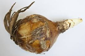 Image result for Ismene narcissiflora