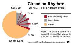 58 Best Circadian Rhythm Images Body Clock Sleep Phases