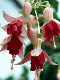 How To Train A Standard Fuchsia Tree Fuchsia Plant Fuchsia Seeds Fuchsia Flowers