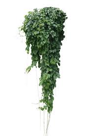 Image result for Cissus