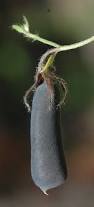 Image result for Crotalaria rhodesiae