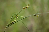 Image result for Sphaerocyperus