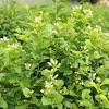 As soon as you see the temperatures begin to drop anywhere close to 0 celsius (32 fahrenheit), you may want to bring the night blooming jasmine indoors. 3