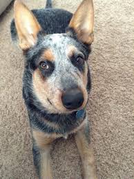 Our puppy care guide has a lot of information that will help you through a blue heeler puppy's developmental stages. 6 Month Old Australian Cattle Dog Scout Australian Cattle Dogs Australian Cattle Dog Cattle Dog