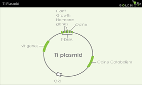 Maybe you would like to learn more about one of these? A Quick Overview Of Agrobacterium For Plant Transformation Goldbio