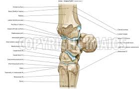 License image the bones of the leg are the femur, tibia, fibula and patella. Anatomy Of The Horse Osteology