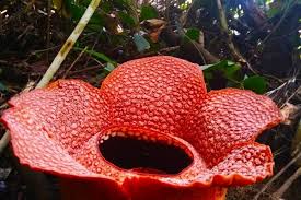 Ada jutaa jenis bunga di muka bumi ini, dan berasal dari berbagai daerah di dunia termasuk indonesia. Lima Bunga Rafflesia Arnoldi Mekar Di Bengkulu