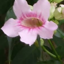 Image result for Podranea