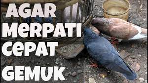 We did not find results for: Cara Menggemukan Merpati Dengan Pakan Sederhana Merpatiku Youtube