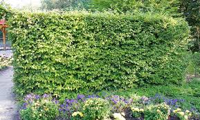 Wir haben bei baldur garten eine größere bestellung abgegeben. Baldur Garten Hainbuchenhecke 4 M 8m 12 M Oder 16 M Optional Mit Substral Dungeperls Hecken Buchs 1 5 Kg