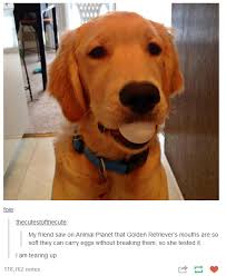 Golden Retrievers Have Soft Mouths Cute Funny Animals Golden Retriever Dogs Golden Retriever