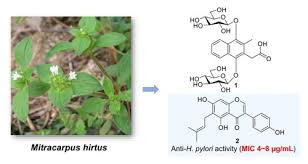 Image result for Mitracarpus