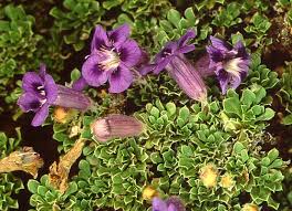 Image result for Aptosimum elongatum