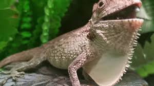 Calm and shy in nature, they make great pets, even for beginners. Cfc Feeding Our Cuban False Chameleon Youtube