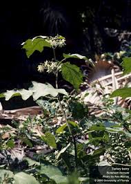 Image result for Solanum torvum