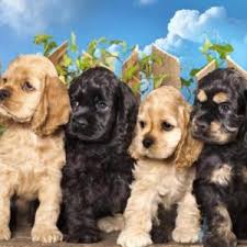 Looking for a chihuahua x cocker spaniel puppy in the upcoming months. Cocker Spaniel Puppies For Sale Available In Phoenix Tucson Az