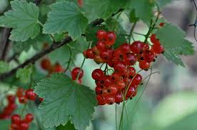 By characteristics or by cultivar name. Currants And Gooseberries Plant Care And Collection Of Varieties Garden Org