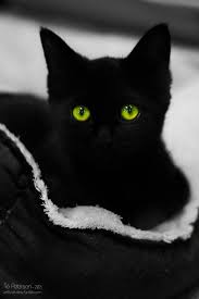 Black Baby Kittens With Green Eyes Thanks Pinterest Pinners For Stopping By Viewing Re Pinning Following My Boards Have A Beautiful Day A Black Cat Crazy Cats Beautiful Cats