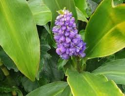 Image result for Anthericopsis sepalosa