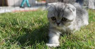 ruyada kor kedi gormek kedi hayvanlari blog