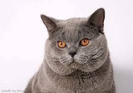british shorthair cat british shorthair cats cats and kittens british shorthair