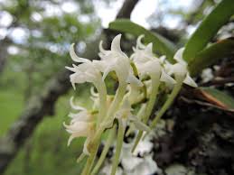 Image result for Cyrtorchis neglecta