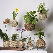 Dall'affascinante tradizione giapponese , nasce la collezione l'universo incontra kokedama una novità firmata lezio per una concezione di vivere il verde rispettando l'ambiente che ci circonda. Voce Sabe O Que Sao Kokedamas Kokedamas Sao Esferas Ornamentais Japonesas Feitas Com Mu Contenitori Per Piante Grasse Appendere Le Piante Idee Di Giardinaggio