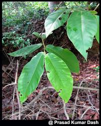 Image result for Uvaria tanzaniae