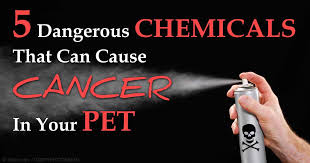 You probably know about the relationship between smoking and lung cancer, but did you know smoking is also linked to heart disease, stroke and other chronic lung diseases? 5 Dangerous Chemicals That Can Cause Cancer In Your Beloved Pet