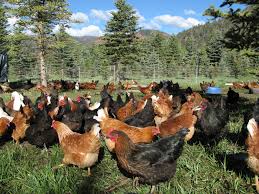 Your company's inference that a lower saturated fat and cholesterol content in your eggs is beneficial is highly debatable. Fresh Chicken Eggs From James Ranch In Durango