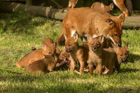 12 Playful Dhole Pups At Howletts Wild Animal Park Wild Animal Park Animals Wild Wild Dogs