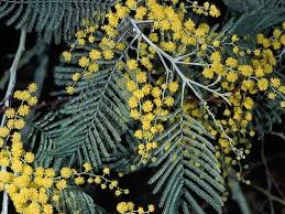 Image result for Acacia dealbata