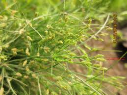 Image result for Fimbristylis squarrosa