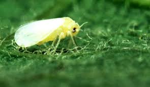 Image result for Allophylus whitei