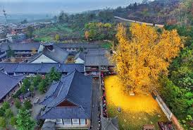 An Ancient Chinese Ginkgo Tree Drops An Ocean Of Golden Leaves Colossal