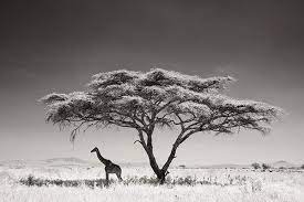 Full Frame The Story Behind The Image African Landscape Black And White Landscape Acacia Tree