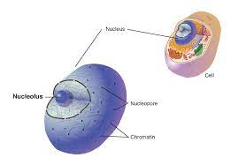 We did not find results for: Nucleolus
