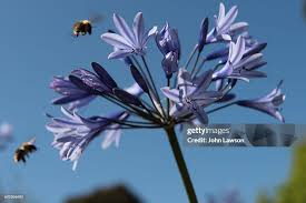 Image result for Agapanthus campanulatus