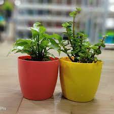 We did not find results for: Cute Table Top Plants Thegreenyard In