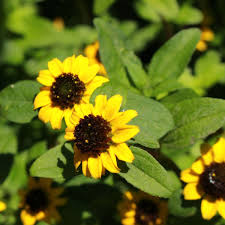 Image result for foto Vitálka