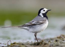 Die Haufigsten Gartenvogel Teil 1 Zooroyal Magazin