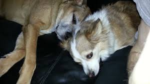 Be aware of any conditions your dog has that may cause cataracts, such as diabetes or eye trauma. My Dog Has Diabetes So Now What Diabetic Dog Blog