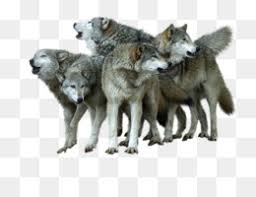 Use these free png wolves #18581 for your personal projects or designs. Wolves Png Wolves Timberwolves Werewolves Pack Of Wolves Space Wolves Two Wolves Dances With Wolves Black Wolves Grey Wolves Three Wolves Baby Wolves Cleanpng Kisspng