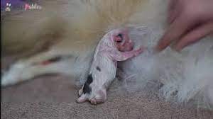 kopek dogum ani evde kopek dogumu pomeranian kopegimiz dogurdu puppy youtube