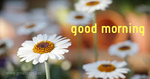 Check spelling or type a new query. Good Morning Images White Flowers Good Morning Images Morning Images Good Night Greetings