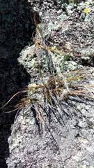 Image result for Sartidia angolensis