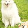 17 beautiful flower arrangements for dog lovers. Https Encrypted Tbn0 Gstatic Com Images Q Tbn And9gcruxnjiphr Mnp6gn G5ylfa9ybozlyhbyybpcwgiwuudgiz9hy Usqp Cau