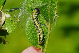 Image result for caterpillar box tree moth inside buxus plant