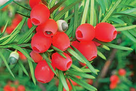 Die 10 Gefahrlichsten Giftpflanzen Im Garten Giftpflanzen Essbare Pflanzen Pflanzen