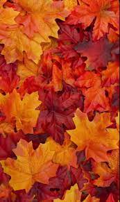How to create your own red aesthetic ideas? Red Orange And Yellow Autumn Leaves Aesthetic Sonbahar Fotografciligi Sonbahar Resimleri Sonbahar Agaclari